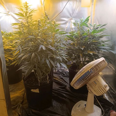 Northern lights  #1 growlog timeline photo