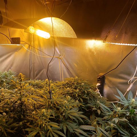 Northern lights  #1 growlog timeline photo