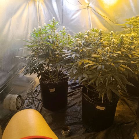 Northern lights  #1 growlog timeline photo