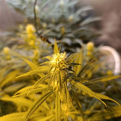 Northern lights  #1 growlog timeline photo
