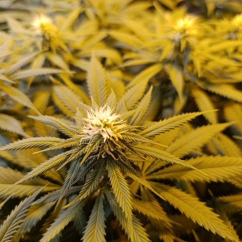 Northern lights  #1 growlog timeline photo