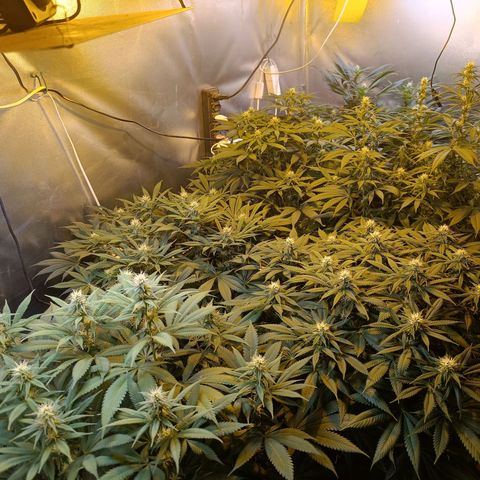 Northern lights  #1 growlog timeline photo