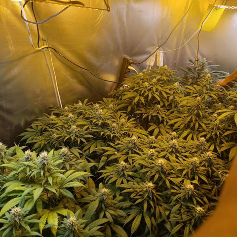Northern lights  #1 growlog timeline photo