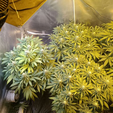 Northern lights  #1 growlog timeline photo