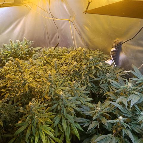 Northern lights  #1 growlog timeline photo