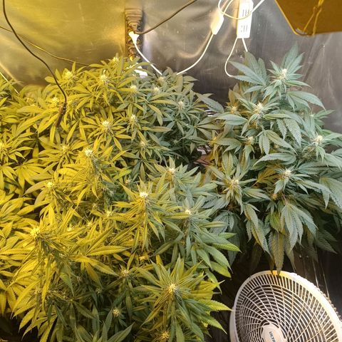 Northern lights  #1 growlog timeline photo
