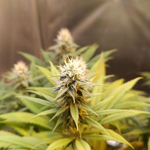 Northern lights  #1 growlog photo: 1#