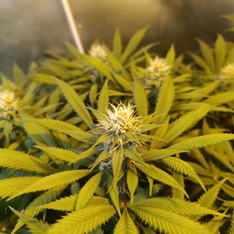 Northern lights  #1 growlog photo: #2