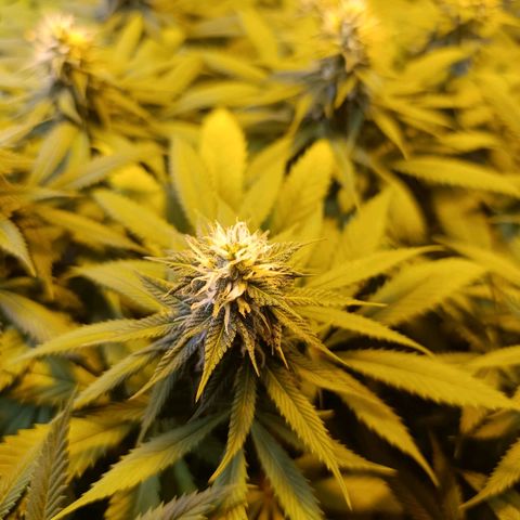 Northern lights  #1 growlog photo: #3