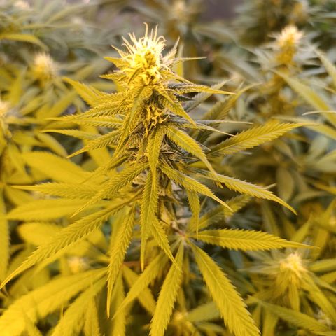 Northern lights  #1 growlog photo: #4