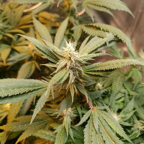 Northern lights  #1 growlog photo: #5