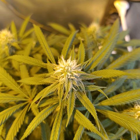 Northern lights  #1 growlog photo: #6