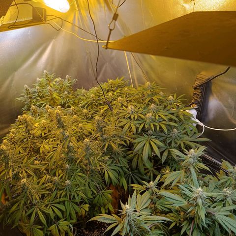 Northern lights  #1 growlog timeline photo