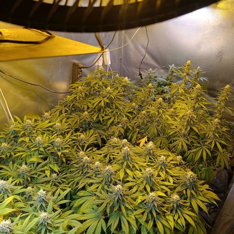 Northern lights  #1 growlog timeline photo