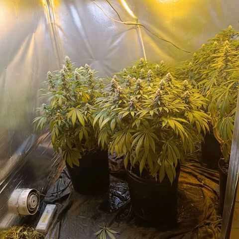 Northern lights  #1 growlog timeline photo