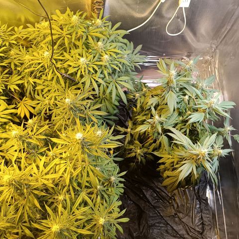Northern lights  #1 growlog timeline photo