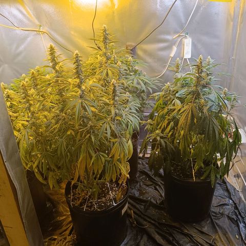 Northern lights  #1 growlog timeline photo