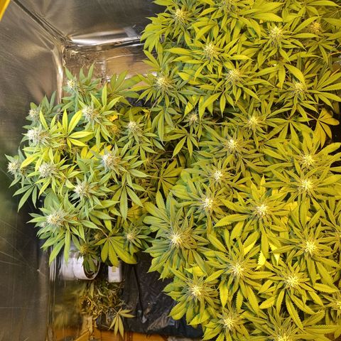 Northern lights  #1 growlog timeline photo