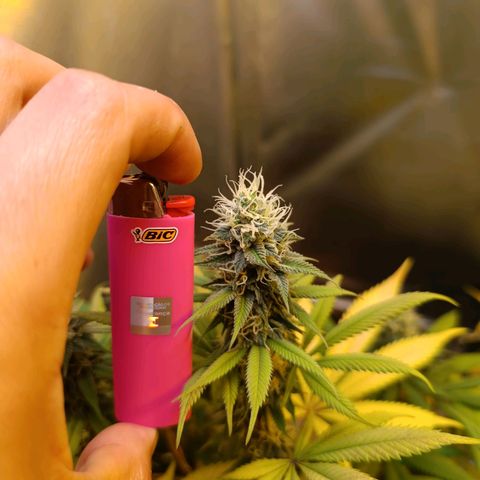 Northern lights  #1 growlog photo: 1#