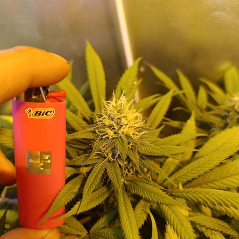 Northern lights  #1 growlog photo: 2#