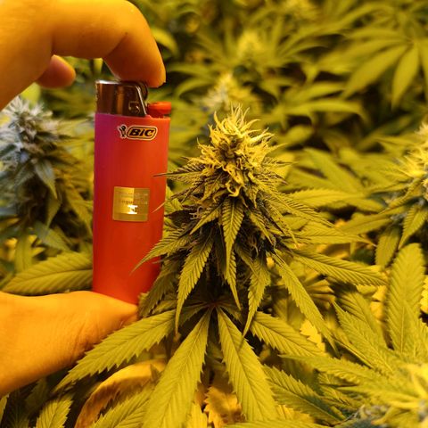Northern lights  #1 growlog photo: 3#