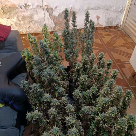 Northern lights  #1 growlog timeline photo
