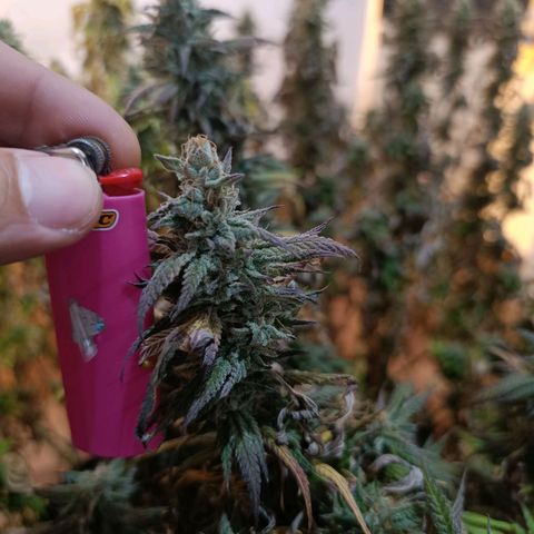 Northern lights  #1 growlog timeline photo