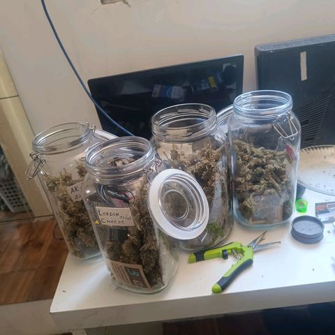 Northern lights  #1 growlog timeline photo