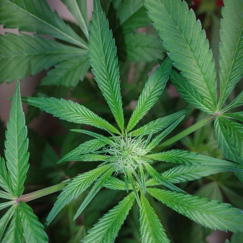 Unknown strain growlog timeline photo