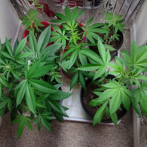 Unknown strain growlog timeline photo