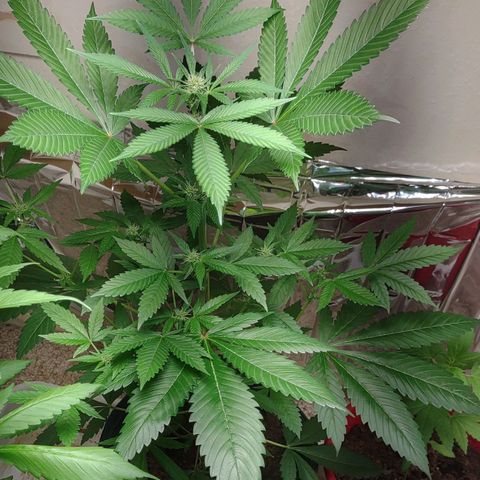 Unknown strain growlog timeline photo