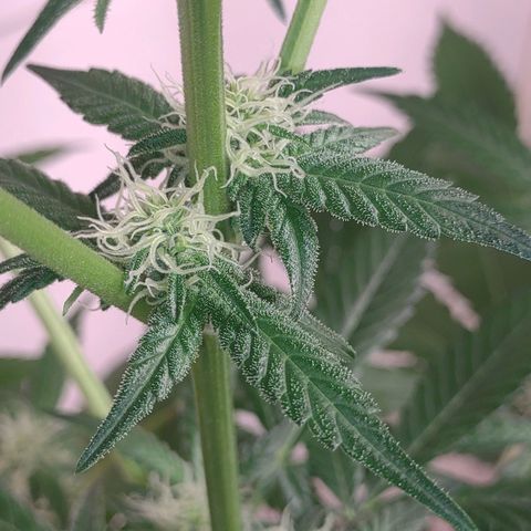 Unknown strain growlog timeline photo