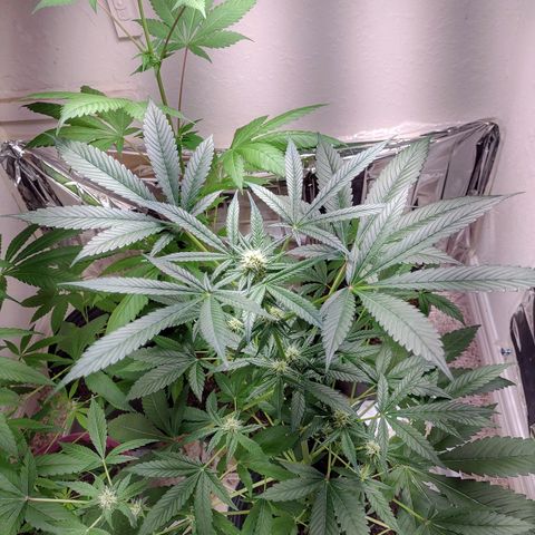 Unknown strain growlog timeline photo