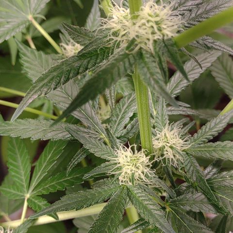 Unknown strain growlog timeline photo