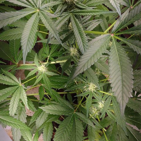 Unknown strain growlog timeline photo