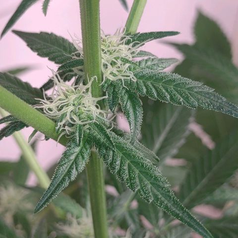Unknown strain growlog timeline photo