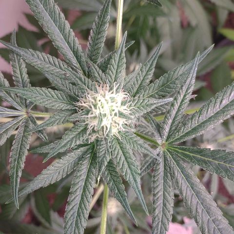 Unknown strain growlog timeline photo