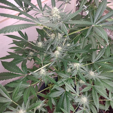 Unknown strain growlog timeline photo