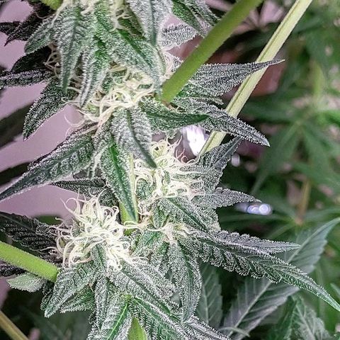 Unknown strain growlog timeline photo