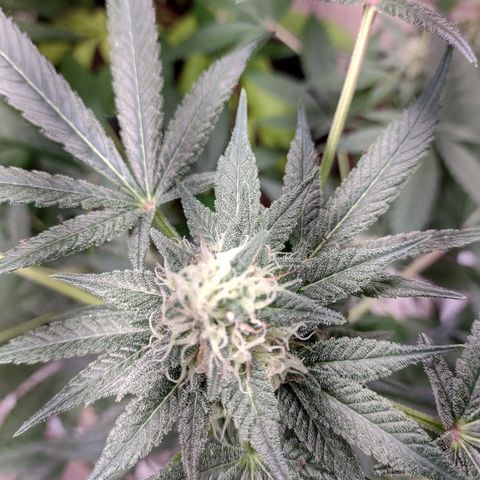 Unknown strain growlog timeline photo