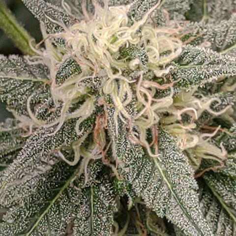 Unknown strain growlog timeline photo