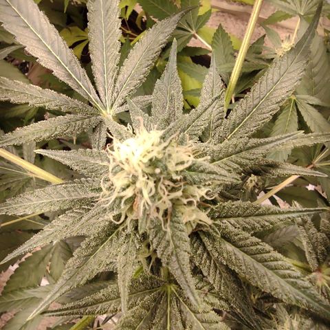 Unknown strain growlog timeline photo