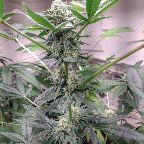 Unknown strain growlog timeline photo