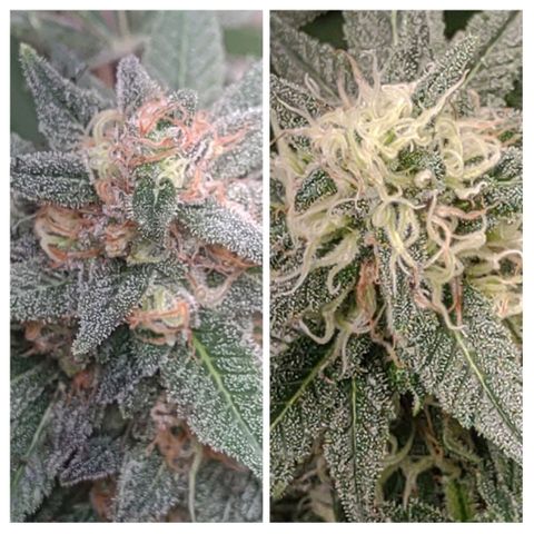 Unknown strain growlog timeline photo