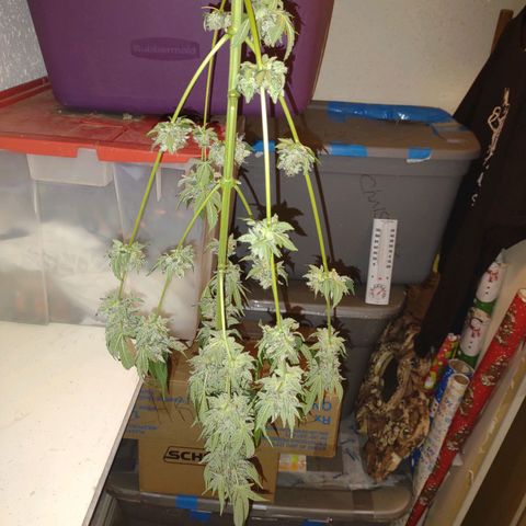 Unknown strain growlog timeline photo