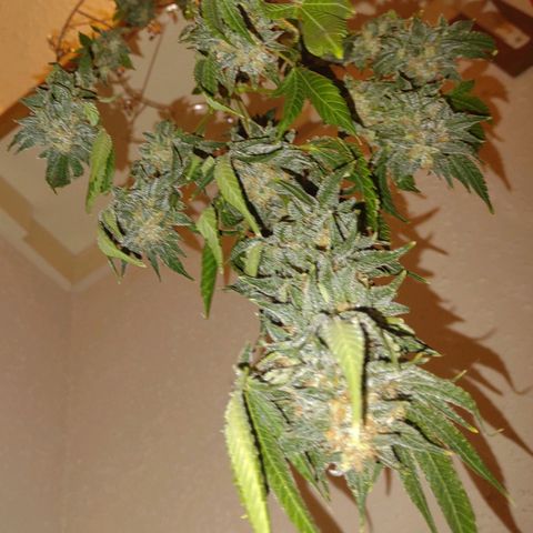 Unknown strain growlog timeline photo