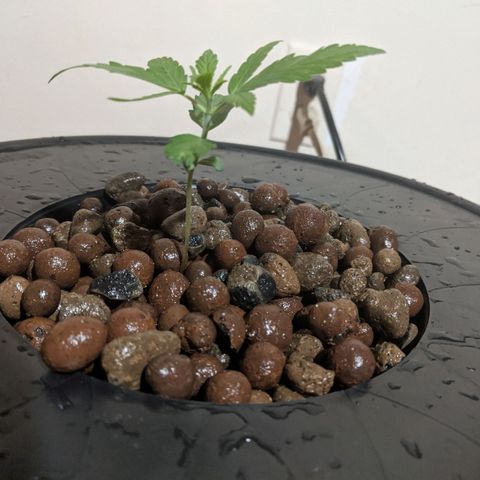 Northern Lights Auto  growlog photo: Transplanted info spacebucket