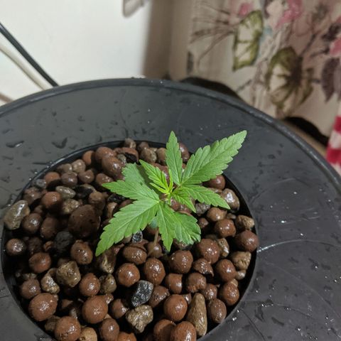 Northern Lights Auto  growlog photo: Transplanted info spacebucket