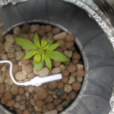 Northern Lights Auto  growlog timeline photo