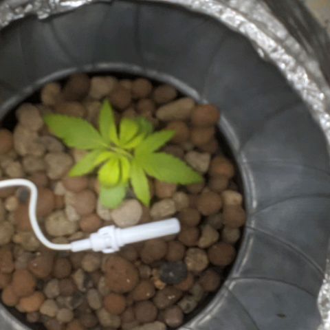 Northern Lights Auto  growlog timeline photo